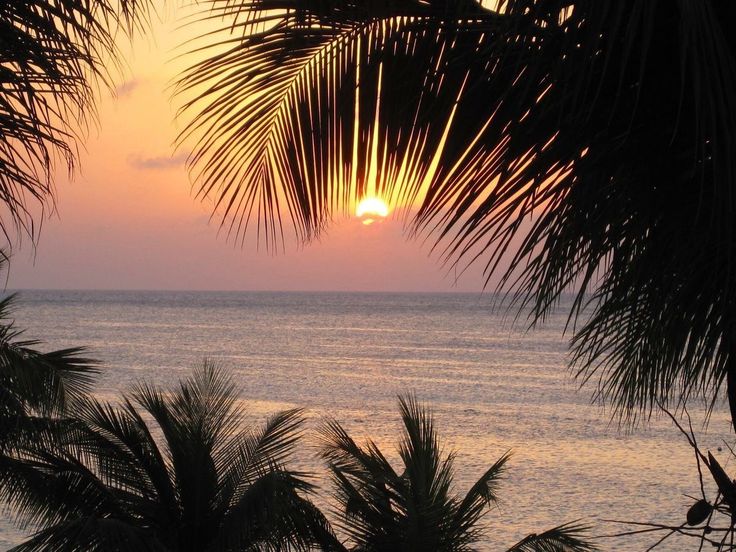 Sun setting through fronds onto silver water — from Din Tanovic's travel mood collection