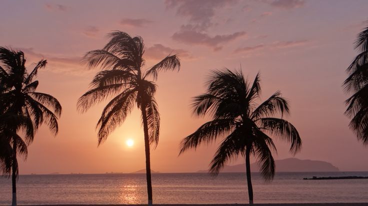 Three palm silhouettes against a pink sky — from Din Tanovic's travel mood collection