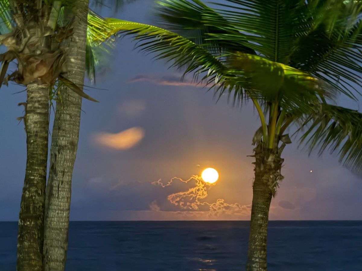 Din Tanovic — golden sunset light filtering through palm fronds at a coastal retreat