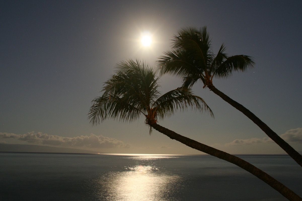 Din Tanovic — tropical palms silhouetted against a glowing full moon over the ocean